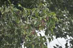 Dipterocarpus turbinatus var. andamanicus